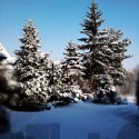 na zahrade ... Január 2011