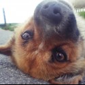 Rocky,strašne zlatučký pes na ranči v Pavlovciach. :)