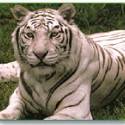 white tiger