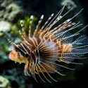 Red lionfish