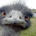 aj ty si... EMU??? =)))
