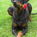 mily_doberman