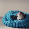 cute