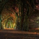 tunel zo stromov, Írsko