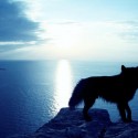 Ukážka z obrázkov v albume wolf 