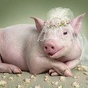 pig bride