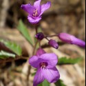 zubačka žliazkatá (Dentaria glandulosa)