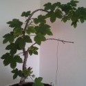 druhá faza bonsaja dokončená, ešte počkať dokým trošku vyrastie a potom znova zostrihať a tvarovať :D