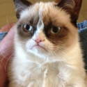 Grumpy cat určite všetci poznáte