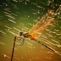 Ukážka z obrázkov v albume Top: Najlepšie fotografie National Geographic