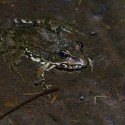 Skokan zelený (Pelophylax esculentus) a kúsok od neho Korčuliarka obyčajná (Gerris lacustris) :) 
Ešte si užívali posledné teplé dni, fotené v CHA Bahná