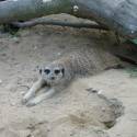Zoo 07 (nepomôžem si, surikaty sú jednoducho fotogenické)