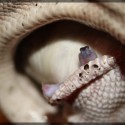 Boa Constrictor 0.1 - Montana