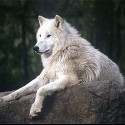 ..canis lupus albus..