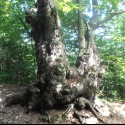 Ancient 