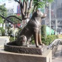 Hachiko ♥