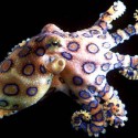 Blue-ringed octopus