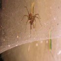 takého pavúka som našla na dvore, no fúj!...
_(neznášam pavúky!)_