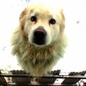 Dogs are not our whole life, but they make our lives whole=)
