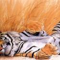 Tigerček
