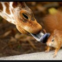 vedel som že žirafy su sprosté kravy ale že žeru veveričky to ma doráža.....:-)