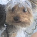 moj hafanek