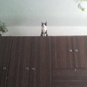 Kamoskina mačka na skrini :D:D:D