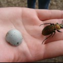 Bystruška medená (Carabus cancellatus)