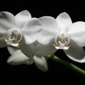 biela orchidea.. kvetinka mojho života..