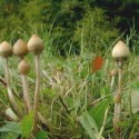 magic mushrOOms