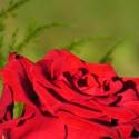 red rose.... nature is beautiful