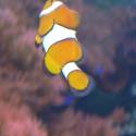 nemo