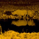 NP ETOSHA - filmár a fotograf Miro Pokorný Vás pozýva na Foto Safari do najfotogenickejšej krajiny sveta - viac info na: http://www.offroadtours.sk/fotosafari.html (Foto: Julo Nagy Namíbia/2008)