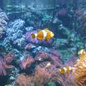 Nemo;)