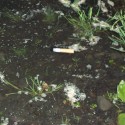  Cigareta-páchnúca vňať z buriny, ktorá má na jednom konci oheň a na druhom blázna. 

...Abraham Lincoln
