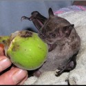 nom nom :D