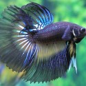 Siamese fighting fish