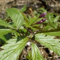 zubačka žliazkatá (Dentaria glandulosa)