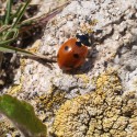 Lienka sedembodková (Coccinella septempunctata)