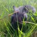 snažil sa maskovať v tráve :D lozil v nej ako taký pes a nakoniec zaľahol a oddychoval :)