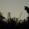 Loneliness....sometimes  it  helps to regenerate .