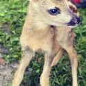 *_* Bambi