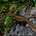 Ukážka z obrázkov v albume La nature autour de nous...