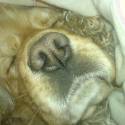 no tak toto je moj dog :o)....turbo-dog...