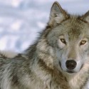Ukážka z obrázkov v albume Wolves