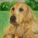 Ukážka z obrázkov v albume portrét psov