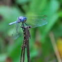 Orthetrum coerulescens 