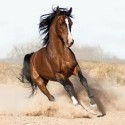 Ukážka z obrázkov v albume My love ---> HORSES <3