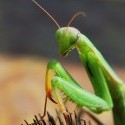 Pridám ešte jednu :) má tam neuveriteľne zákerný pohlad, pripomína mi Lokiho ♥
Modlivka zelená (Mantis religiosa), výskyt Sanusine nohavice (dočasný), Sanusina záhrada (trvalý) :D 
