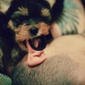 pozadie na mobile ♥ ňuňííís!! :* 